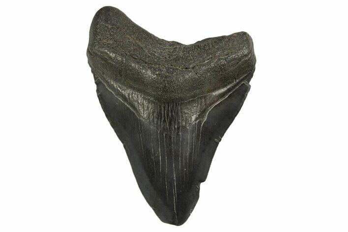 Fossil Megalodon Tooth - South Carolina #331530